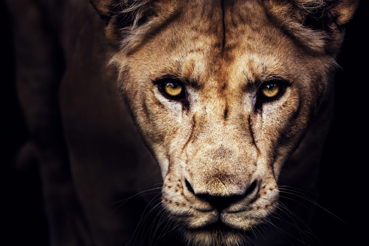 „Mindenki futott – és én is futottam…”: Egy megszökött oroszlán fut végig Hmelnyickij utcáin