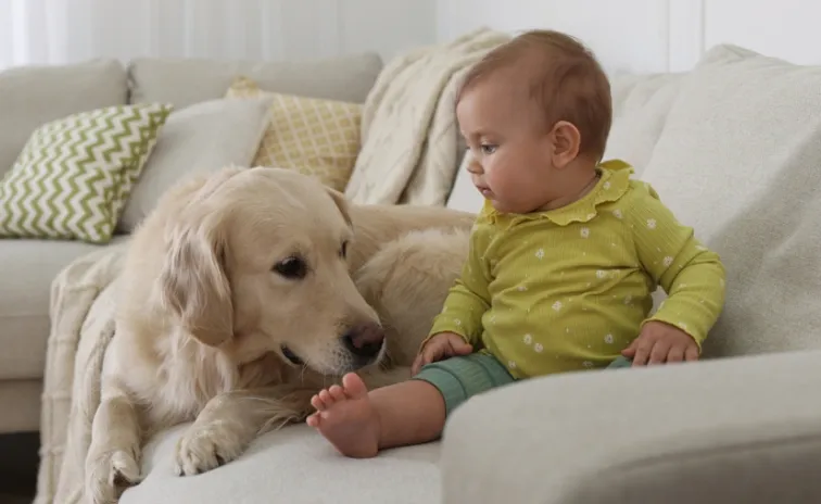 Amit a baba és a kutya tesz